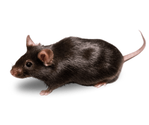 Black research mouse